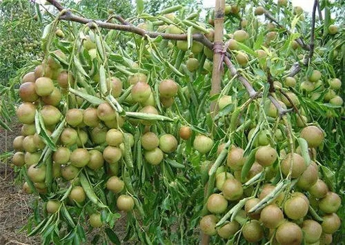 �����Nֲ��Ҫʲô�ӵĭh����ԓע����Щ���أ�