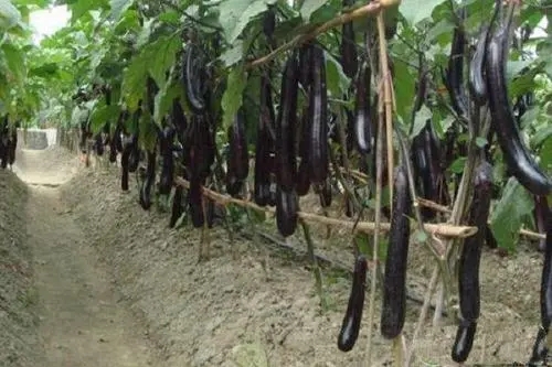 �������ʩ�ʣ����ӵ�ʩ�ʷ�����ʲô��