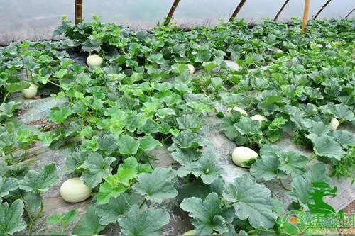 ���������ηNֲ��ԓע����Щ���}��