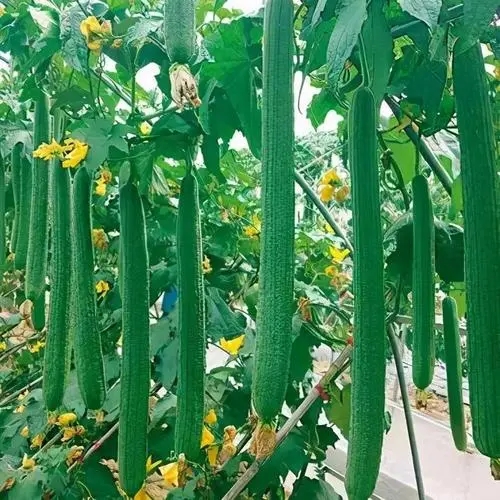 �紺�z����ηNֲ������Щ����������