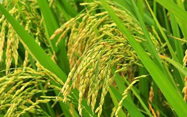 ˮ������������A(y��)���ʺ���