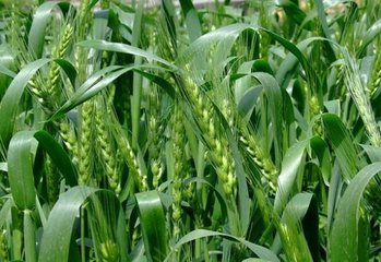 С���߮aʩ�ʼ��g