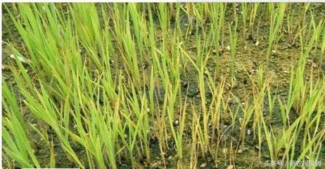 ʩ�ʲ��ƌW�����σȵĠI�BԪ��Ҳ������ܡ�