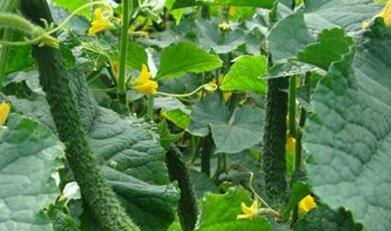  ���ҷ����~��ʩ�ʼ��g