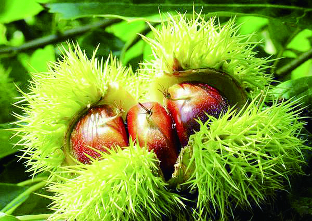 �����ɹ���Ҫ��ʩ��΢��Ԫ�ط�