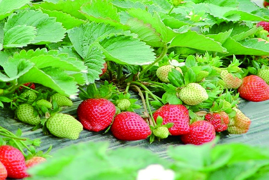 ��÷��ϲ�ݮ��