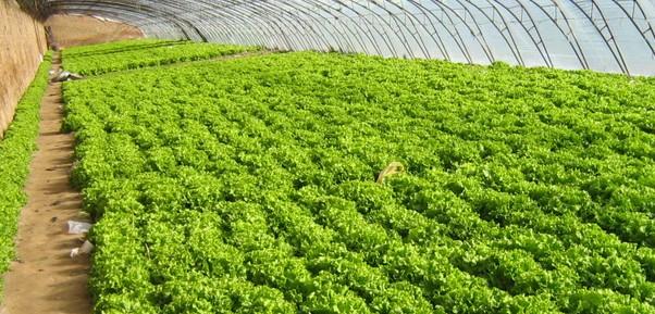 �߲˷ʺ��İl��ԭ���A����ʩ