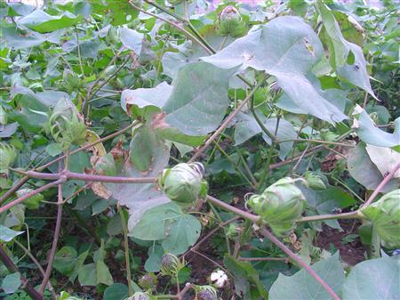 �޻���ôʩ�ʣ�