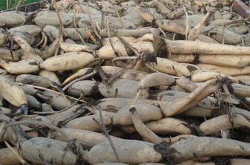 ɏź���Ҏ(gu��)�ɼ�ʩ�ʼ��g