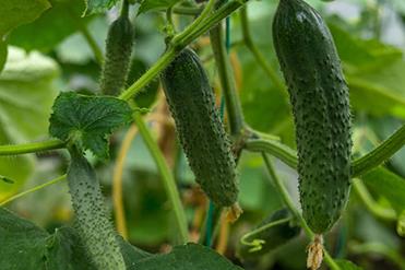 �S��ʩ���~�����Ҫע��ʲô��