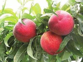 �Ҙ�ʩ���ЙC�ʼ��g