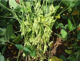 ����οƌWʩ����