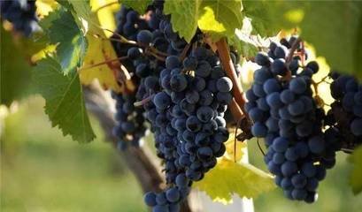 ����ʩ��⛷ʼ��g