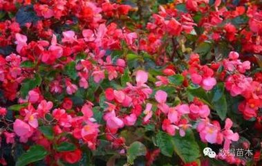 ���ܣ���ľ��ʩ�ʼ��g(sh��)