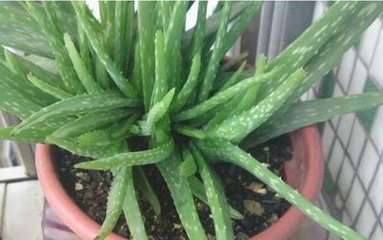 �����J�C��ôʩ�ʣ�