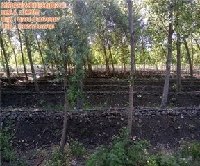 �r���@�N����ļS���ЙC�|�����ǳ��ߣ�δ���^��Ҫ��