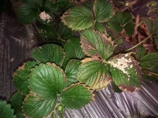 �@Щ���}��Ȼ���Ƿʶ���ɵġ���Ĳ�ݮ�����ˆ᣿