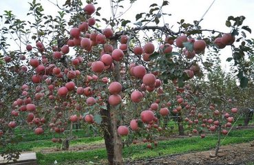 ����(sh��)����׷�ʱܷʺ�