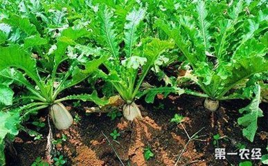 ���}��������c(di��n)�cʩ�ʼ��g(sh��)