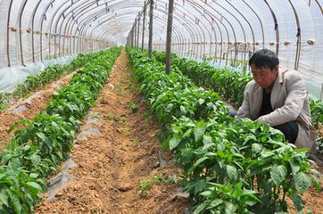 2018�괺���߲˿ƌWʩ��ָ����Ҋ