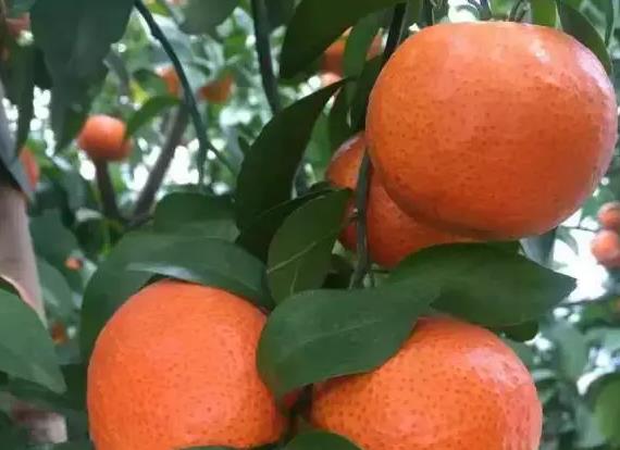 ���ٹ�Ʒ�cʩ�ʵ��P(gu��n)ϵ���㲻һ������