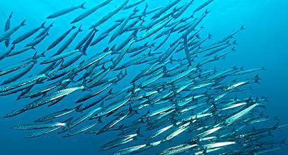 �~���׷�����ʲô�ã�