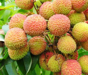 ��֦ʩ���ЙC(j��)�ʵķ���