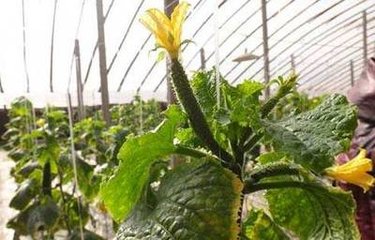 �����S�����׷�ʣ�