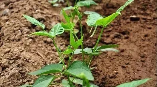 �����߲˹�����Ҫ���á���������