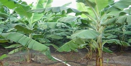 �㽶ʩ��ʲô�r(sh��)��ʩ�ʺã�