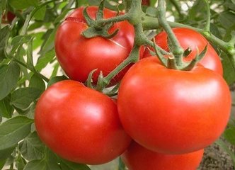 �������t���~��ʩ��ע�����(xi��ng)