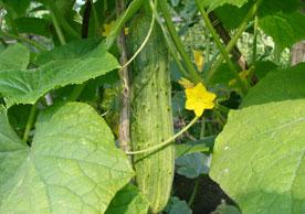 �S��ȱ�}�Y���cʩ�ʼ��g(sh��)