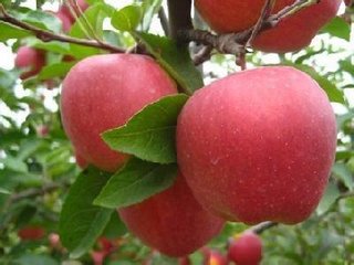 2018�괺������ƌWʩ��ָ����Ҋ