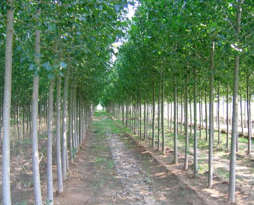 ���׷�ʼ��g