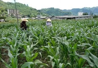 �Nֲ�����ף�ʩ�ʺܷ��y�����Y�@ôȫ��ֻ���@һƪ��