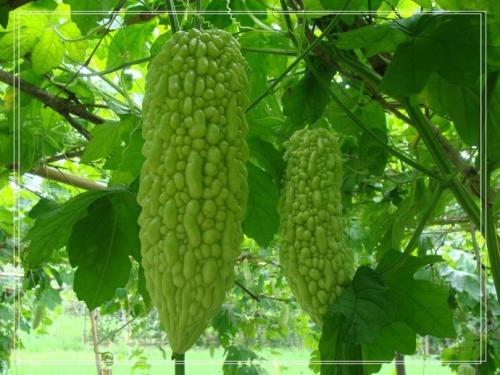 �����ηNֲ�����ʩ�ʣ�