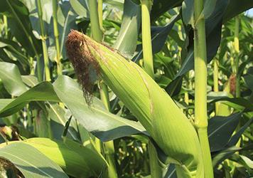 ��������οƌW(xu��)׷ʩ��ʣ�������׷ʩ��ʼ��g(sh��)