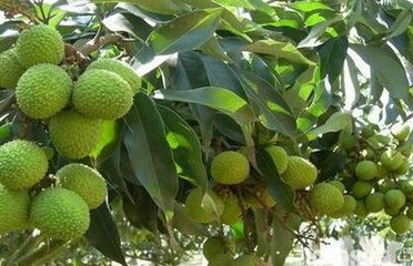 ��֦��οƌWʩ�ʣ���֦ʩ�ʼ��g