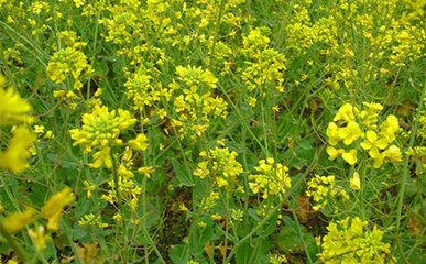 �Ͳ����ʩ�ʲ��ܸ߮a(ch��n)���Ͳ�ʩ�ʼ���