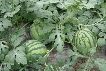 ����ϷNֲ�_�˿��Y���ߗl�S���F�ɣ�֪��һ���͸߮a��