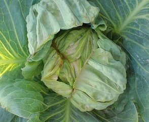 �߲�ȱ�}����Щ�Y���ν�Q��