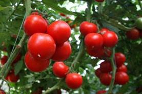 ���t��ʩ�÷���ע��Ҫ�c��B