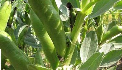 ����ȱ������a��Ҫ��Ϲ�����ζ�����Щ������