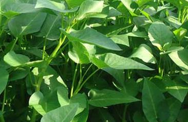 ���Ĳ�������c(di��n)��ʩ�ʷ���