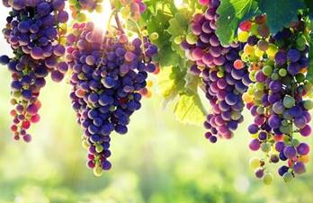 ���ѓQ������ʩ�÷�����