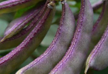 �ⶹ���ڵķ��Ϲ�����ʩ����Щ��