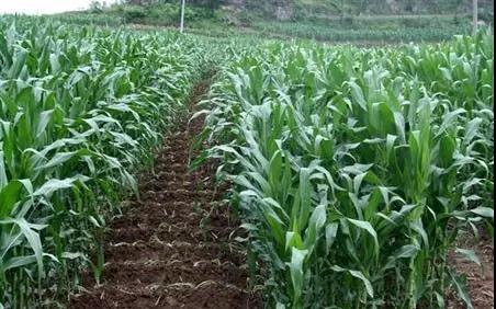 ���׏ķN������һ������Ҫʩ�״ηʲſƌW��