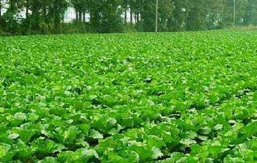 �ײ����Ҏ(gu��)�ɼ�ʩ�ʼ��g��