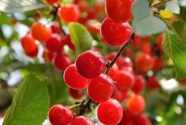 ���Ҳɺ����ʩ������