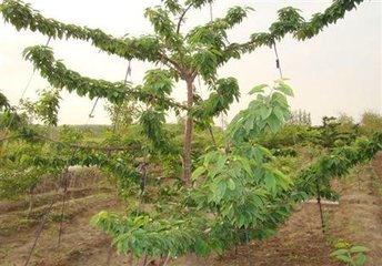 ���Ҙ�ƌW�÷ʷ�����